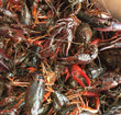 Jumbo Louisiana Crawfish