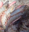 9/12 Colossal Atlantic White Shrimp Head-On