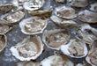 100 Ct Box of Oysters
